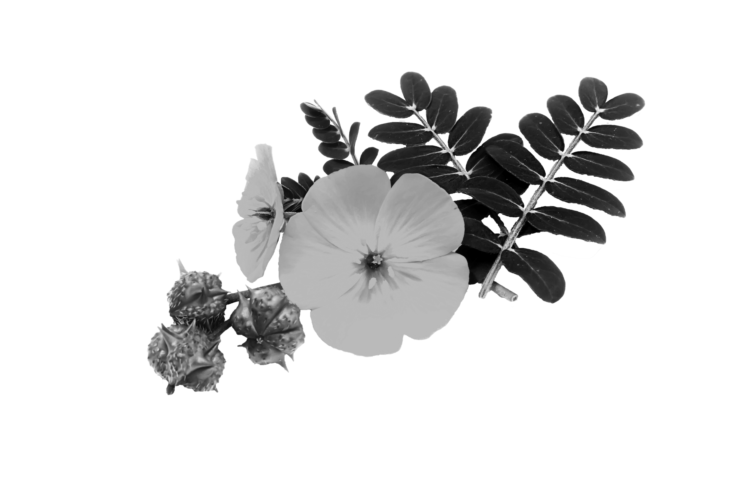 Herbamojo